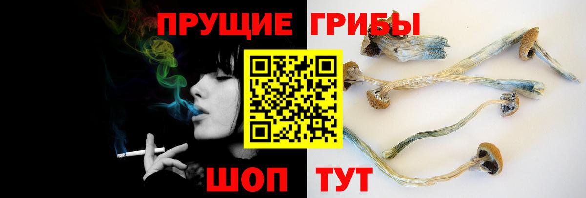Галлюциногенные грибы Psilocybe Ялуторовск